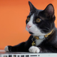 Illustration for article titled Cat wrecks video game stream by barfing so hard it breaks a computer